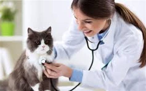 bagaimana merawat hewan peliharaan  Kunjungi Dokter Hewan Secara Berkala 